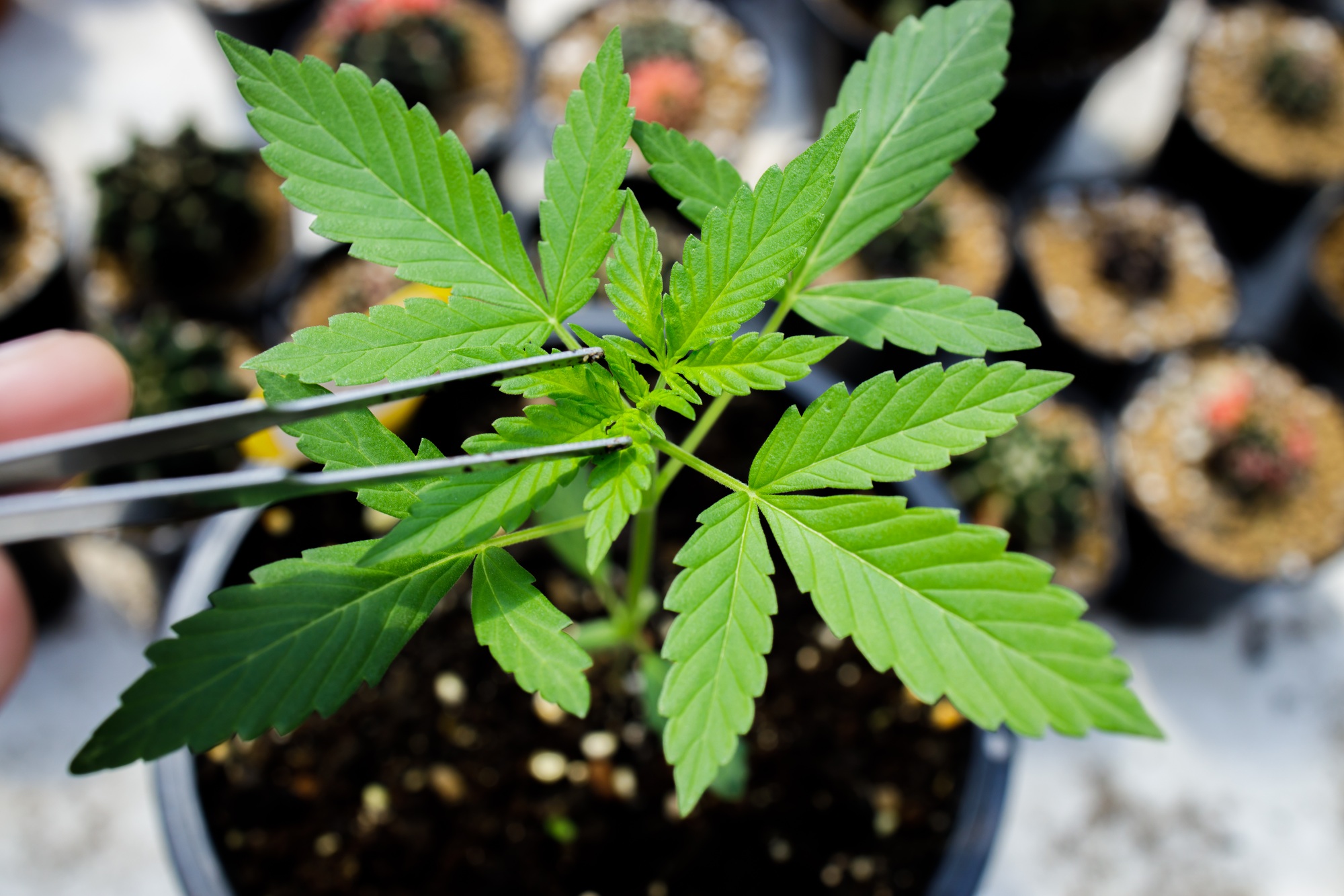 Don’t risk being impaired by Marijuana, this could lead to DCF 1 Cannabis marijuana flower from seed